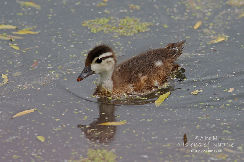 IMAGE: http://www.allensvisions.com/pics/1D8A0203w.jpg