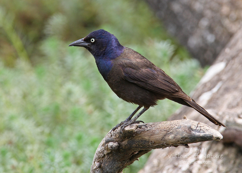 IMAGE: http://www.allensvisions.com/pics/1D8A0234w.jpg