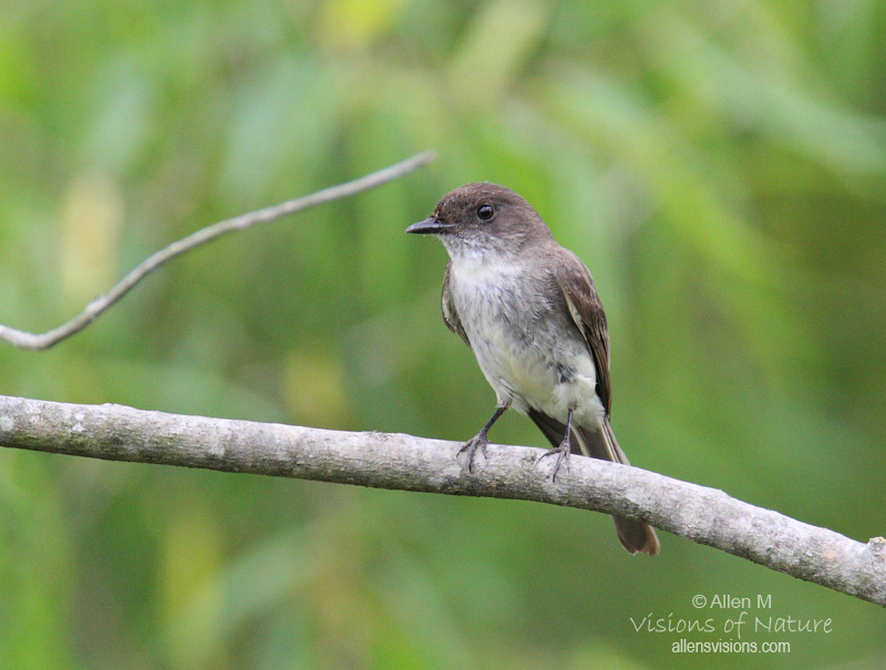 IMAGE: http://www.allensvisions.com/pics/1D8A0259w.jpg