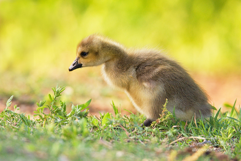 IMAGE: http://www.allensvisions.com/pics/IMG_3932w.jpg