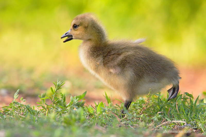 IMAGE: http://www.allensvisions.com/pics/IMG_3933w.jpg