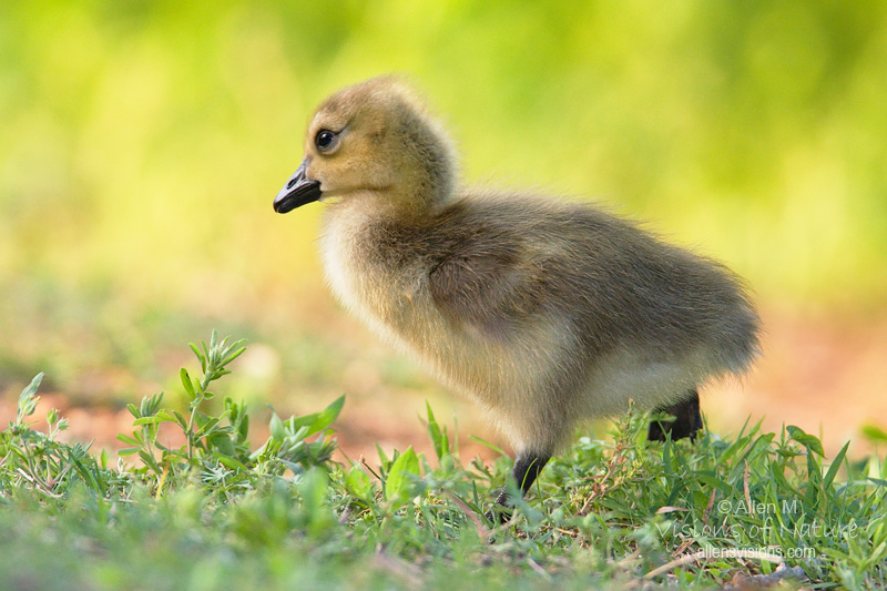 IMAGE: http://www.allensvisions.com/pics/IMG_3934w.jpg