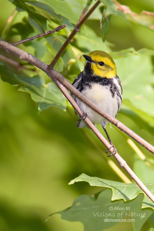 IMAGE: http://www.allensvisions.com/pics/IMG_3936w.jpg