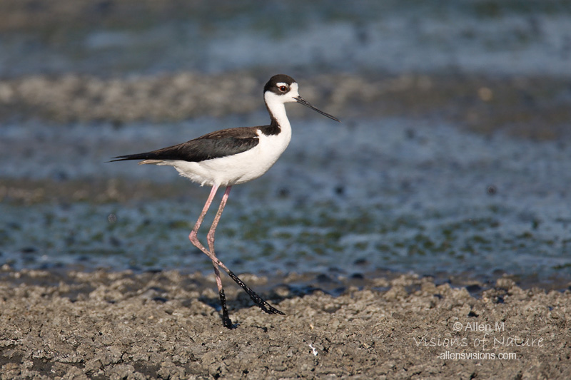 IMAGE: http://www.allensvisions.com/pics/IMG_4054w.jpg