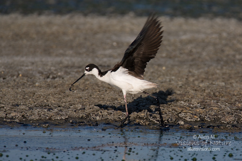 IMAGE: http://www.allensvisions.com/pics/IMG_4104w.jpg