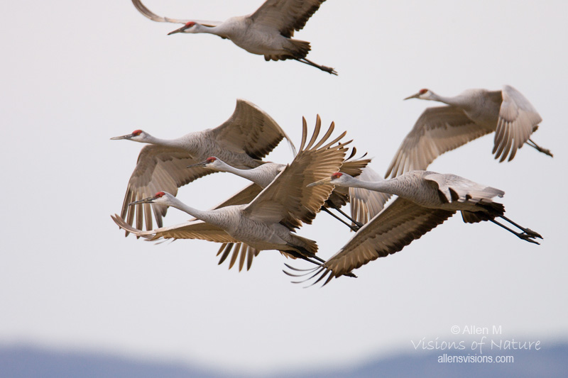 IMAGE: http://www.allensvisions.com/pics/SF5B5932w.jpg