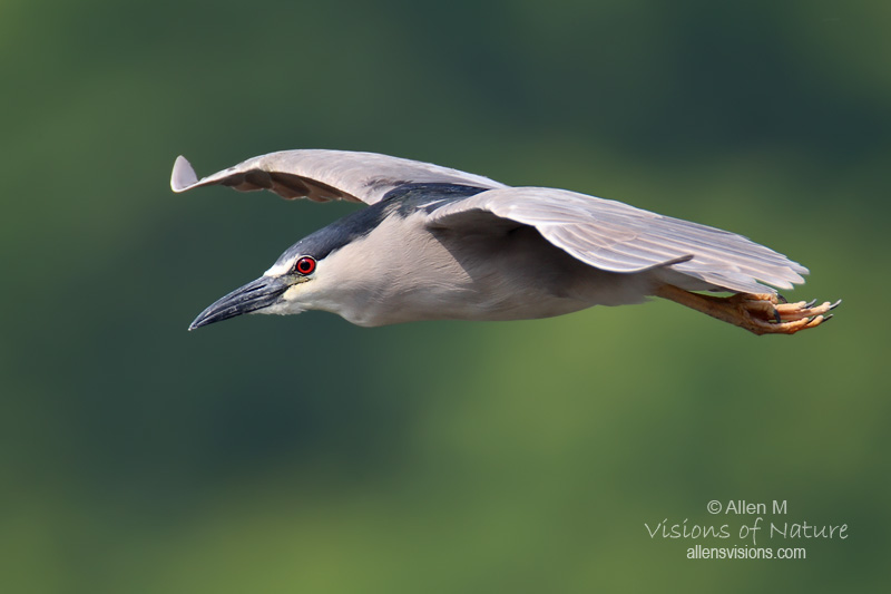 IMAGE: http://www.allensvisions.com/pics/VIS31141w2.jpg