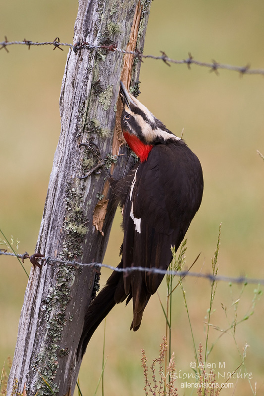 IMAGE: http://www.allensvisions.com/pics/VIS32168w2.jpg