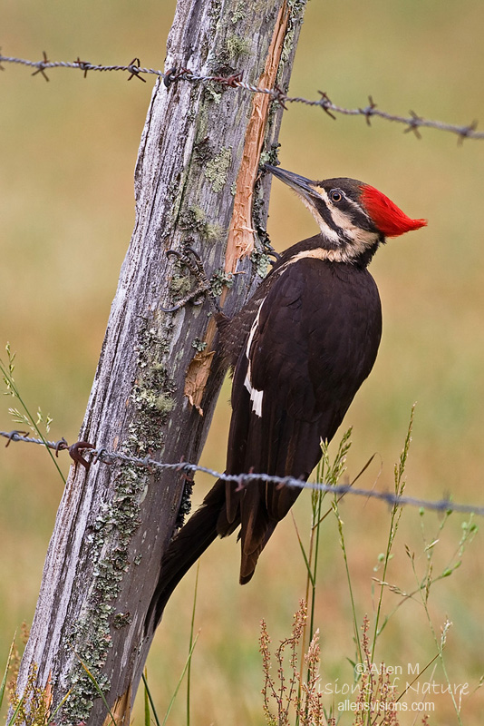 IMAGE: http://www.allensvisions.com/pics/VIS32174w.jpg