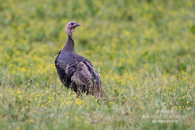 IMAGE: http://www.allensvisions.com/pics/VIS32192w.jpg