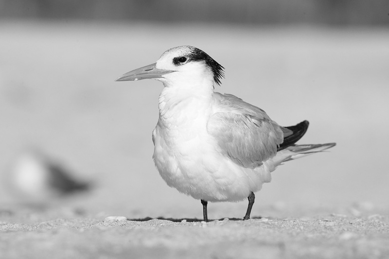 IMAGE: http://www.allensvisions.com/pics/VIS_0058bw.jpg