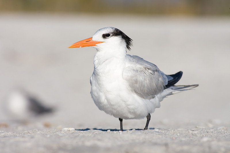 IMAGE: http://www.allensvisions.com/pics/VIS_0058w.jpg