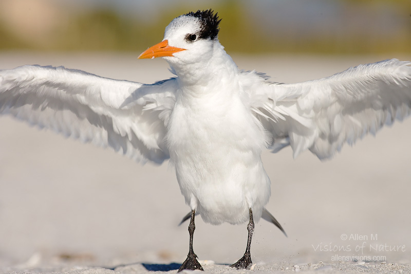 IMAGE: http://www.allensvisions.com/pics/VIS_0063w.jpg