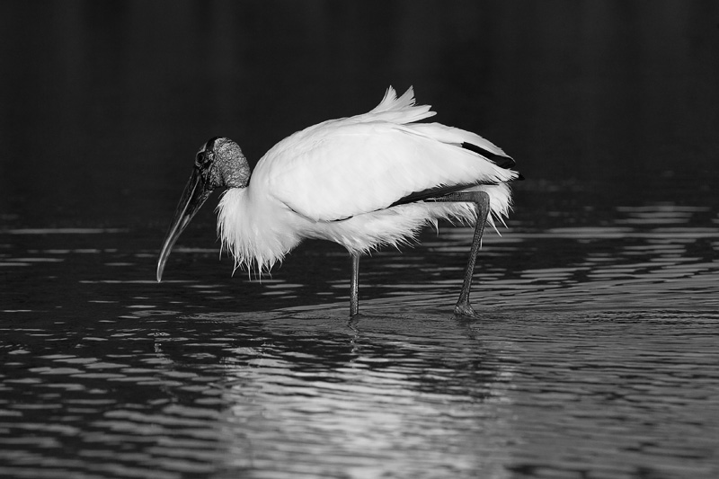 IMAGE: http://www.allensvisions.com/pics/VIS_0304bw.jpg