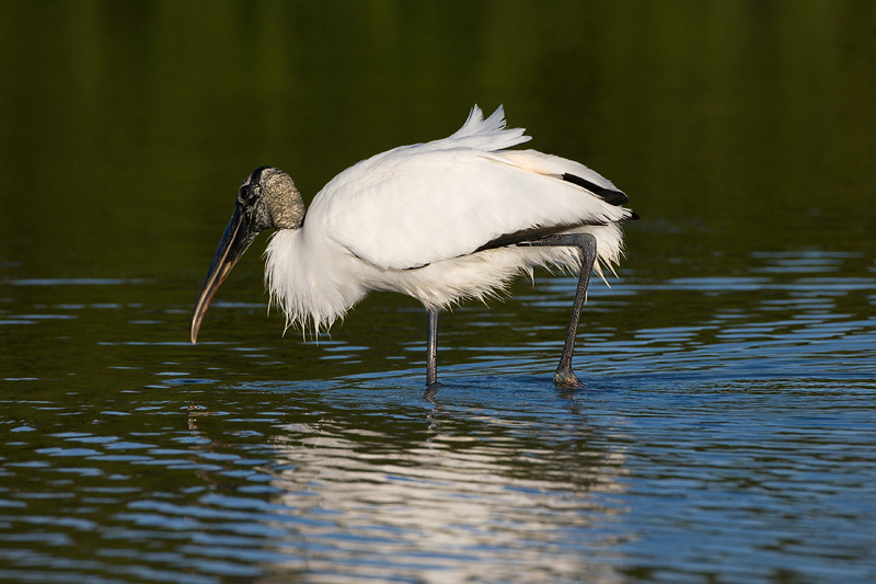 IMAGE: http://www.allensvisions.com/pics/VIS_0304w.jpg