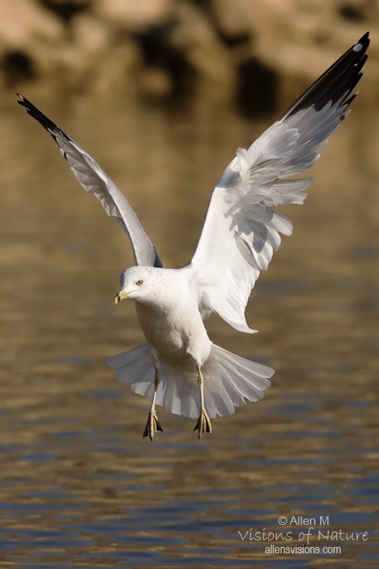 IMAGE: http://www.allensvisions.com/pics/VIS_1730_1w.jpg