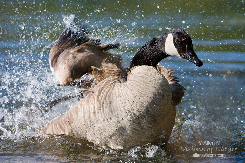 IMAGE: http://www.allensvisions.com/pics/VIS_6434w.jpg