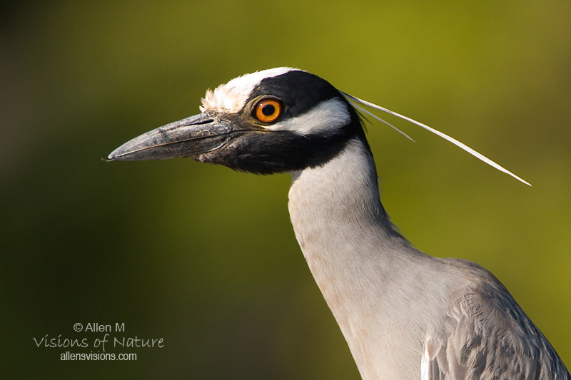 IMAGE: http://www.allensvisions.com/pics/VIS_7381w.jpg