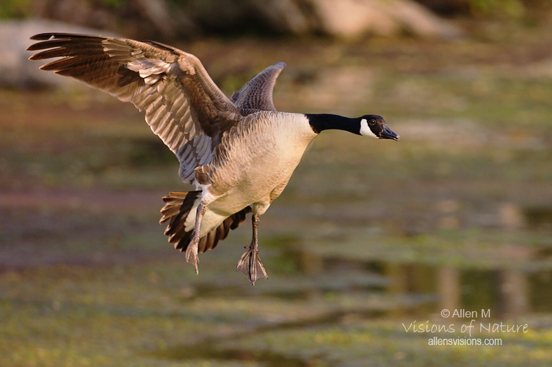 IMAGE: http://www.allensvisions.com/pics/VIS_7443w.jpg