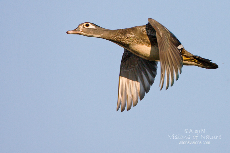 IMAGE: http://www.allensvisions.com/pics/VIS_7462w.jpg