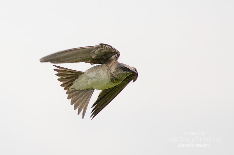 IMAGE: http://www.allensvisions.com/pics/VIS_7517w.jpg