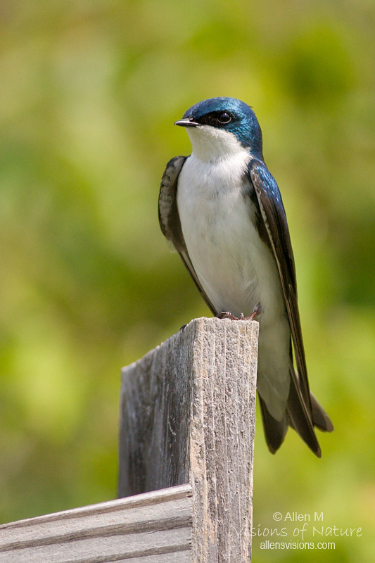 IMAGE: http://www.allensvisions.com/pics/VIS_7540w.jpg