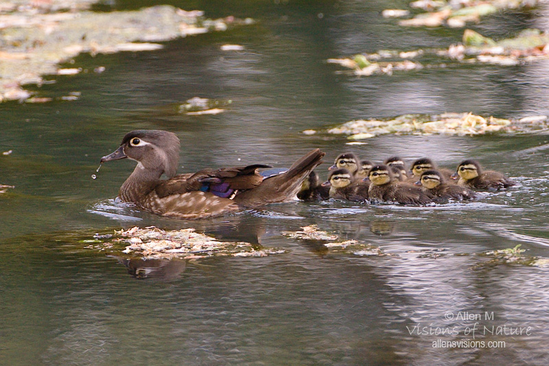 IMAGE: http://www.allensvisions.com/pics/VIS_7639w.jpg