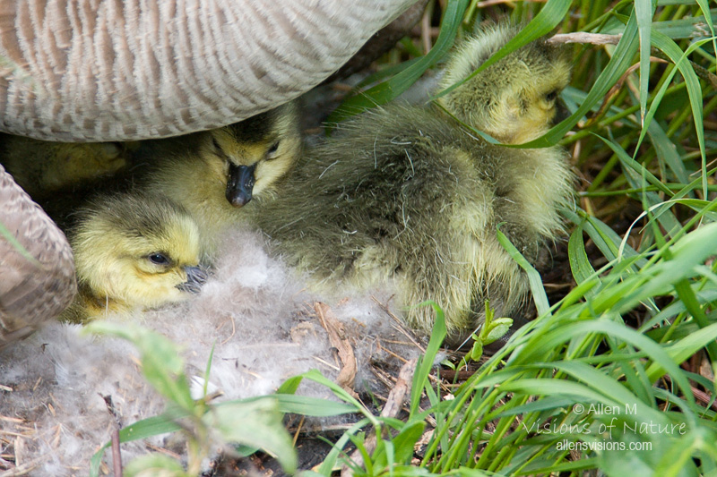 IMAGE: http://www.allensvisions.com/pics/VIS_7738w.jpg