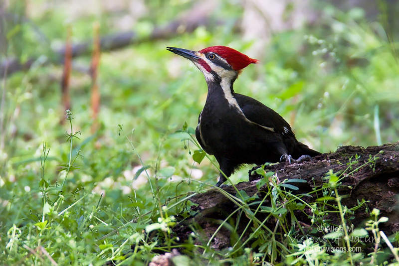 IMAGE: http://www.allensvisions.com/pics/VIS_7758_1w.jpg