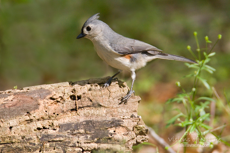 IMAGE: http://www.allensvisions.com/pics/VIS_7775w.jpg