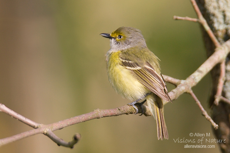 IMAGE: http://www.allensvisions.com/pics/VIS_7813w.jpg