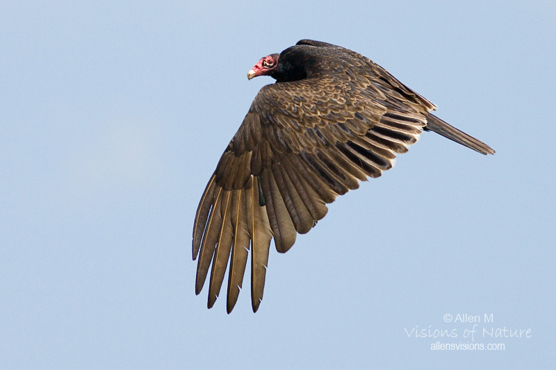 IMAGE: http://www.allensvisions.com/pics/VIS_7992w.jpg