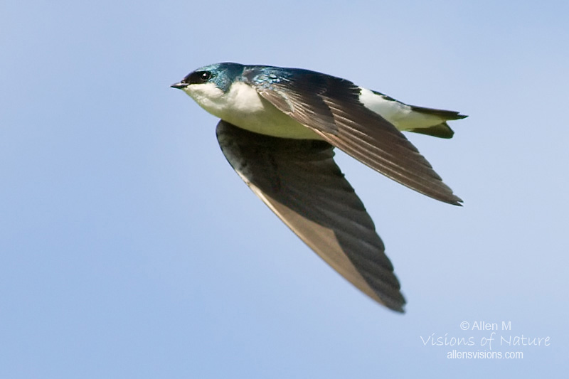 IMAGE: http://www.allensvisions.com/pics/VIS_8061w.jpg