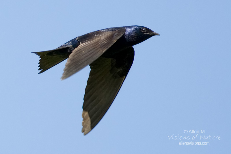 IMAGE: http://www.allensvisions.com/pics/VIS_8135w.jpg