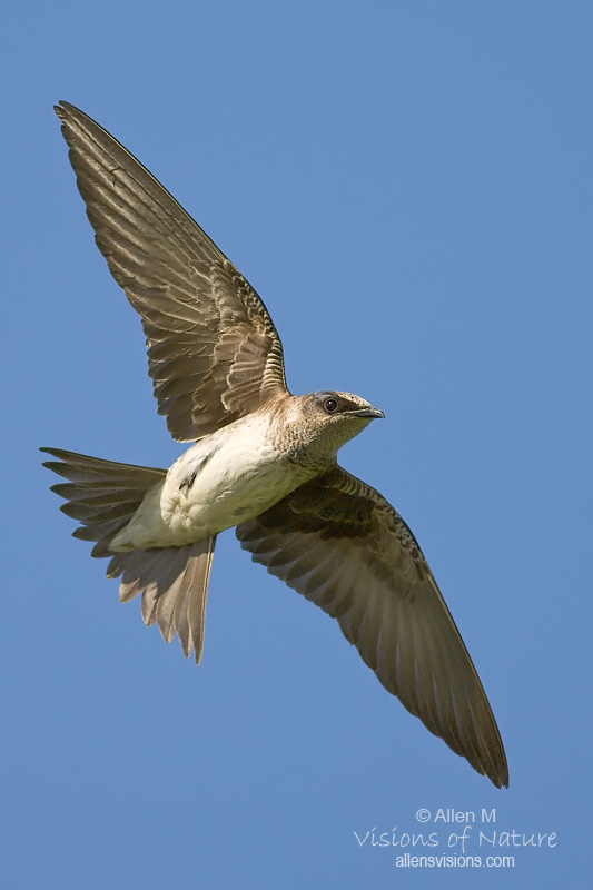 IMAGE: http://www.allensvisions.com/pics/VIS_8163w.jpg