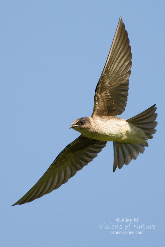 IMAGE: http://www.allensvisions.com/pics/VIS_8194w.jpg