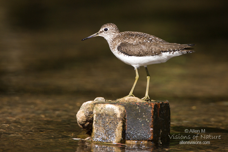 IMAGE: http://www.allensvisions.com/pics/VIS_8277w.jpg