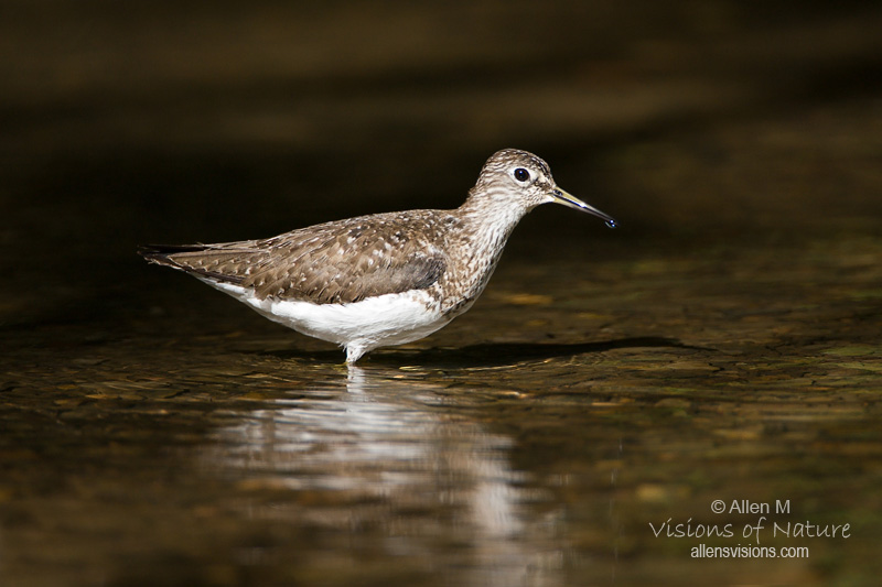 IMAGE: http://www.allensvisions.com/pics/VIS_8302_1w.jpg