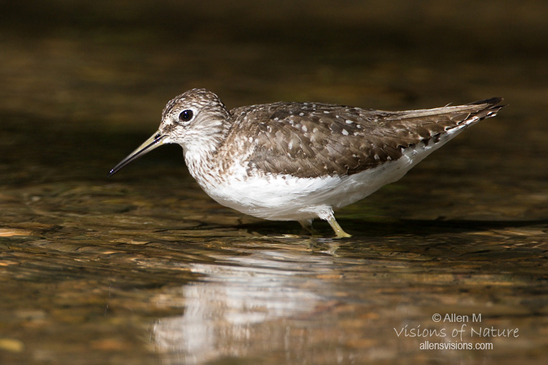 IMAGE: http://www.allensvisions.com/pics/VIS_8311w.jpg