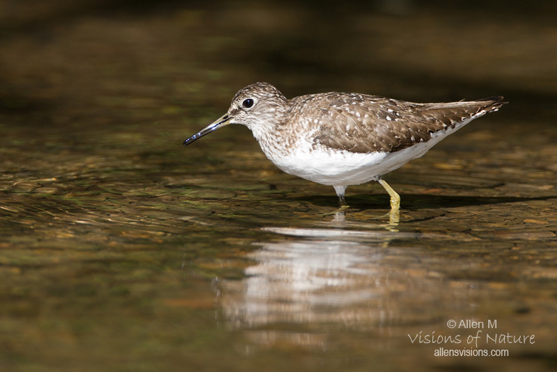 IMAGE: http://www.allensvisions.com/pics/VIS_8312w.jpg