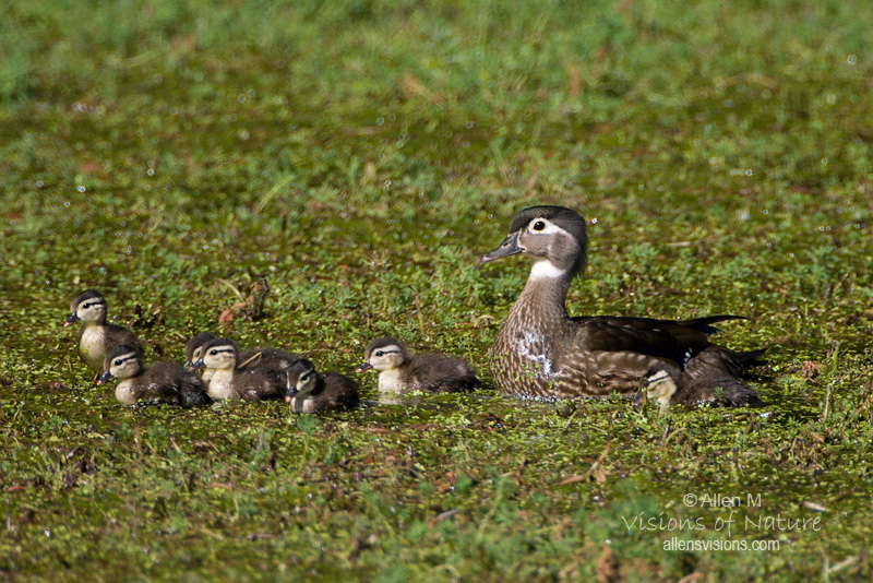 IMAGE: http://www.allensvisions.com/pics/VIS_8336w.jpg