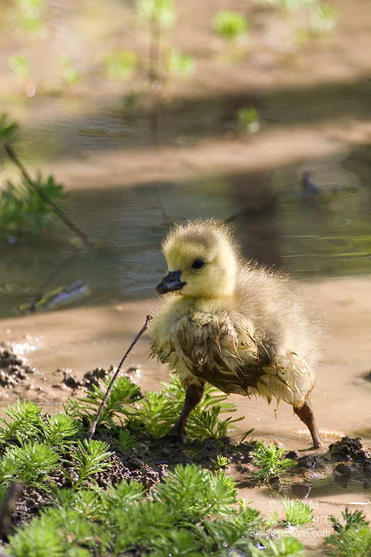 IMAGE: http://www.allensvisions.com/pics/VIS_8396w.jpg