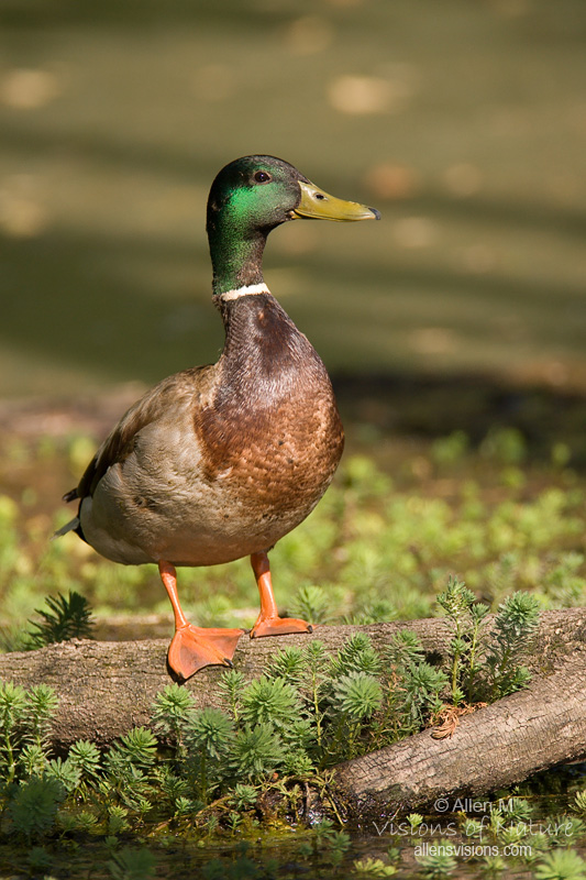 IMAGE: http://www.allensvisions.com/pics/VIS_8446w.jpg