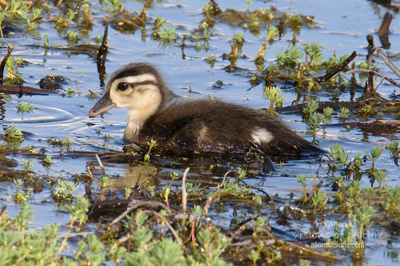 IMAGE: http://www.allensvisions.com/pics/VIS_8460w.jpg