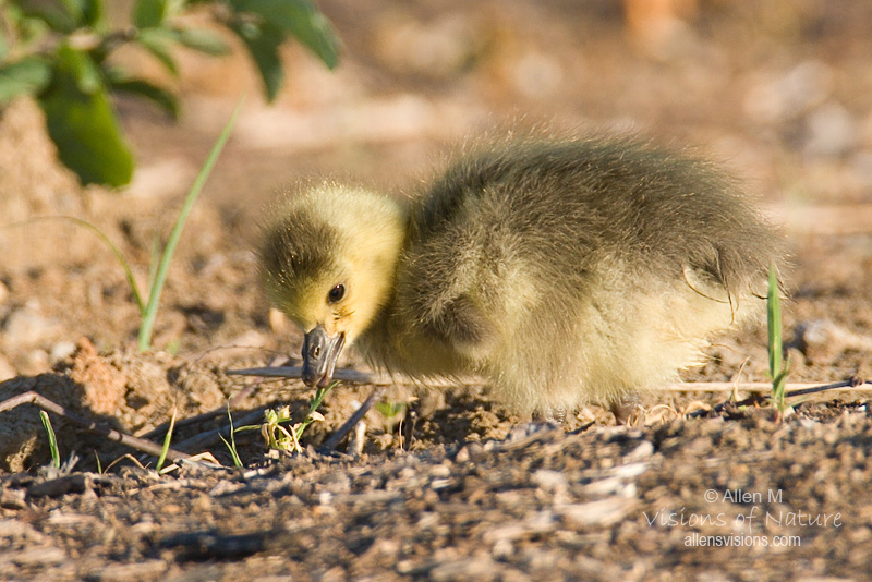 IMAGE: http://www.allensvisions.com/pics/VIS_8505-3w.jpg