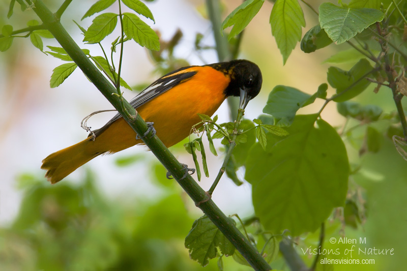 IMAGE: http://www.allensvisions.com/pics/VIS_8530w.jpg