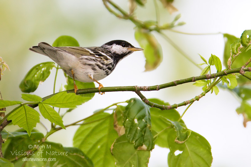 IMAGE: http://www.allensvisions.com/pics/VIS_8551w.jpg