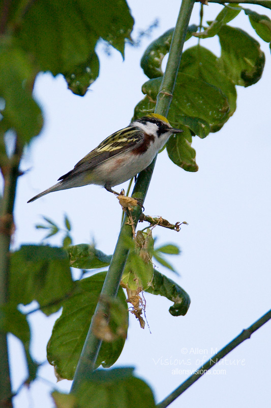 IMAGE: http://www.allensvisions.com/pics/VIS_8644w.jpg