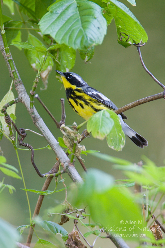 IMAGE: http://www.allensvisions.com/pics/VIS_8755w.jpg