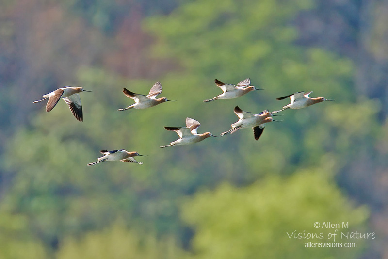 IMAGE: http://www.allensvisions.com/pics/VIS_8841w.jpg